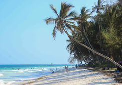 palm tree diani beach