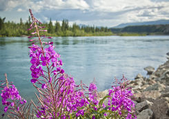 Yukon river flowers