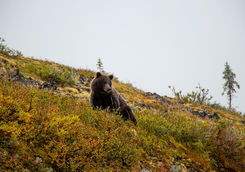 grizzly bear yukon