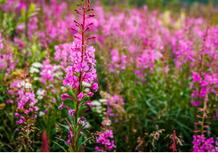 wild flowers yukon