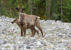 caribou mother calf