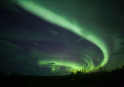 yukon northern lights trees