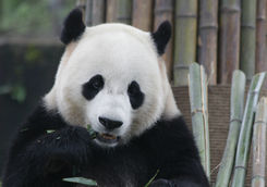 Panda in dujiangyan base