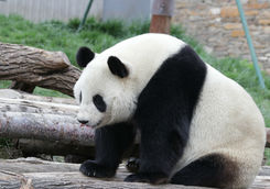 giant panda at dujiangyan