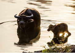 water buffalos