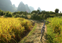 rice fields landscape bicycle