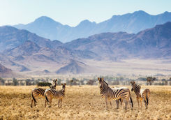 hartmann mountain zebras