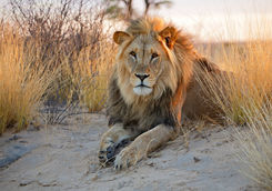 male lion kalahari desert