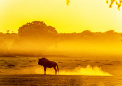 wilderbeast dusty kalahari dawn