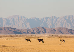 gemsbok in naukluft park