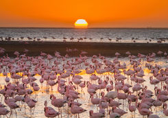 flamingos waterfront sunset