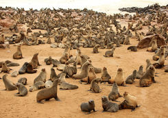 cape cross seal colony