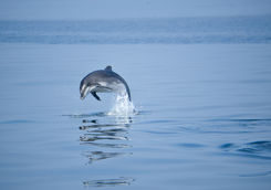 dolphin jumping swakopmund