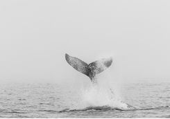 humpback whale fin walvis bay