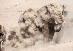 desert elephant damarland