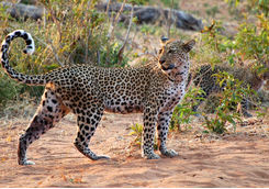 female leopard desert