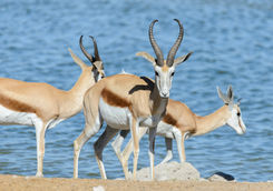 gemsbok by waterhole