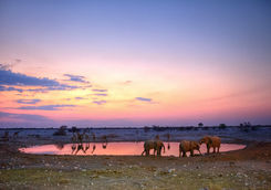 animals by the waterhole