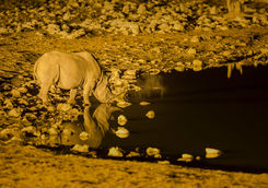 rhino drinking floodlit waterhole