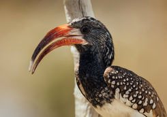 close up monters hornbill