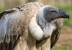 close up white backed vulture