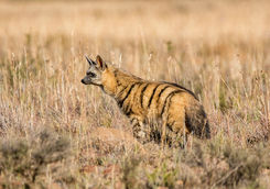 aardwolves foraging