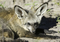 bat eared fox