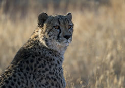 cheetah okonjima reserve
