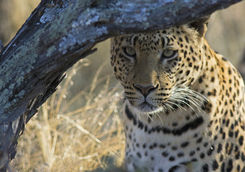 leopard okonjima
