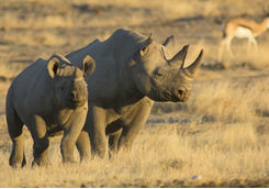 mother and baby black rhino
