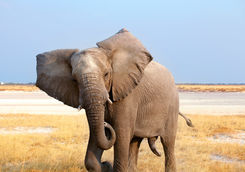 male elephant close up