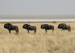 gnus namibia