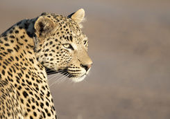 leopard close ip