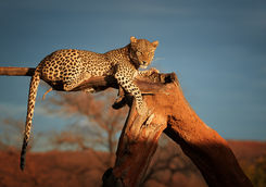 leopard namibia