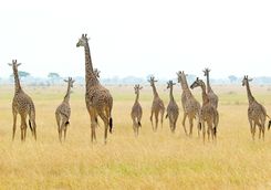 giraffe herd