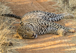 sleeping leopard