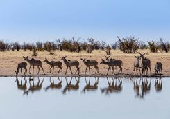 kudu herd waterhole