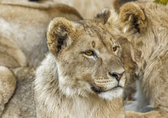 lion detail ongava namibia