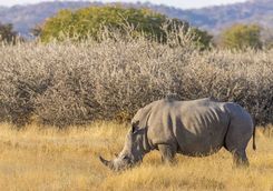 white rhino namibia