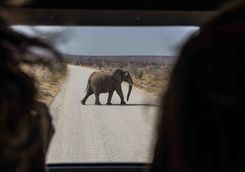 game drive etosha