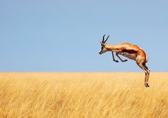 springbok jumping etosha