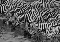 zebras drinking etosha