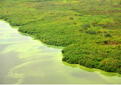 mangrove banks lake victoria
