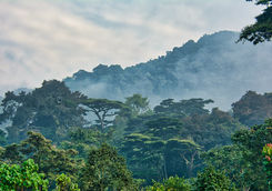 bwindi national park jungle