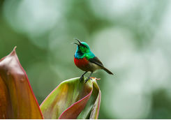 uganda bird