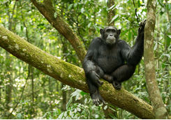 chimpanzee forest