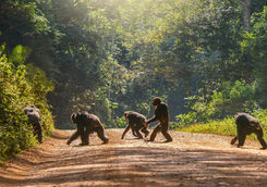 walking chimpanzees road