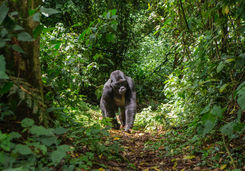 male gorilla uganda