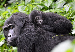 mother and baby gorilla bwindi