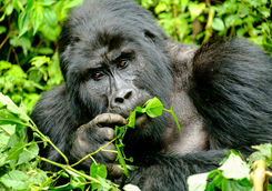 mountain gorilla bwindi